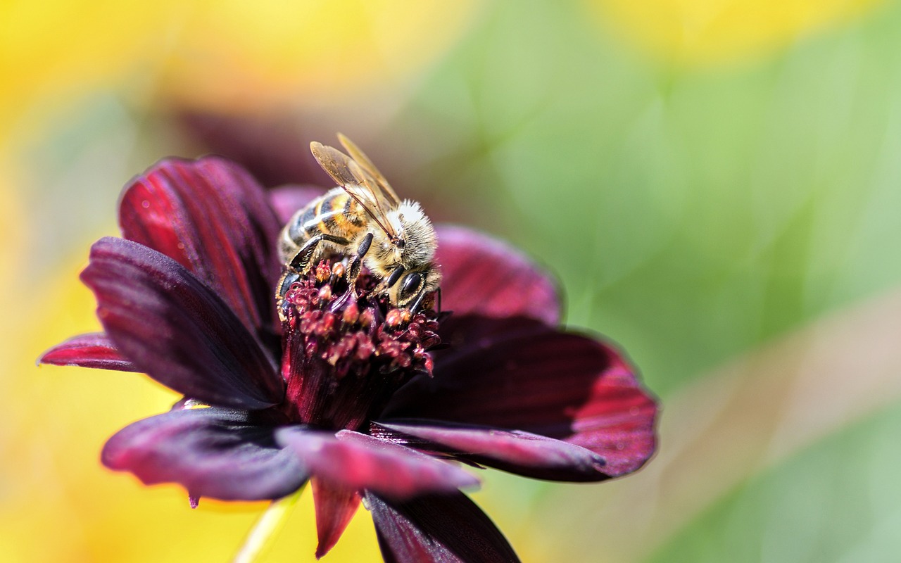 une abeille butine une rose