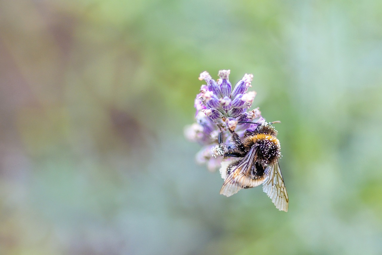 une abeille qui butine une rose